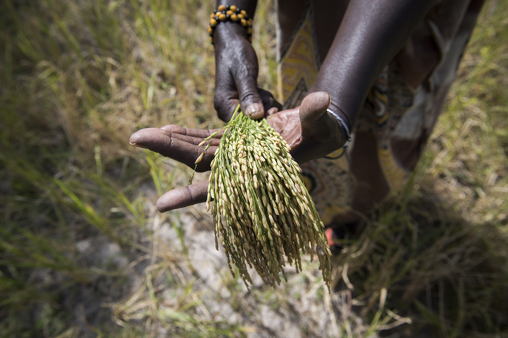 agroécologie mauritanie