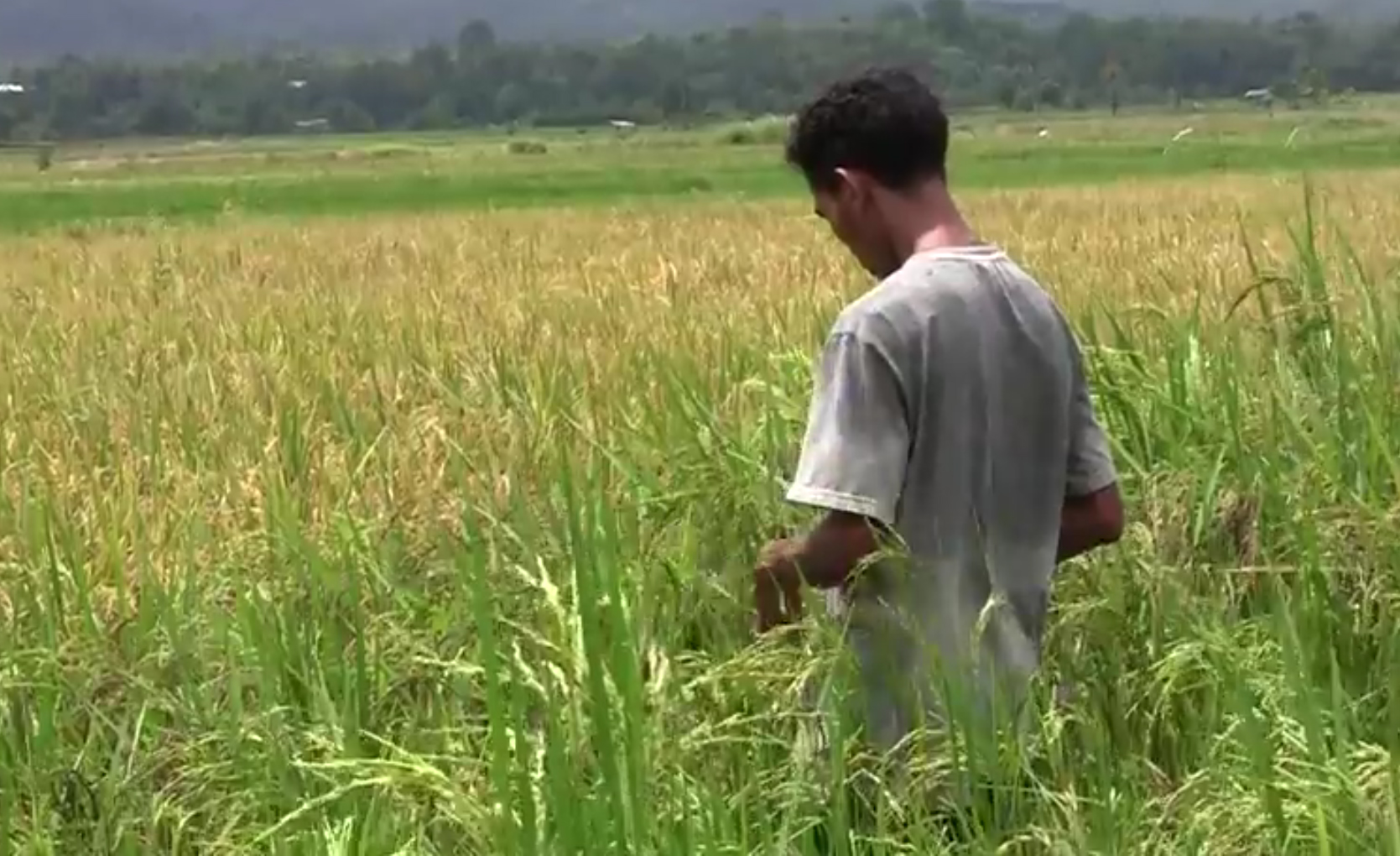 Le Riz Rouge local, la richesse oubliée