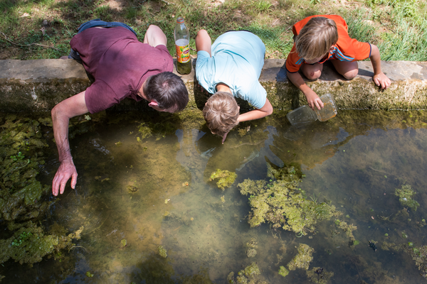 Marcel, Mathéo et Néo, penchés au-dessus d'un bassin d'eau.