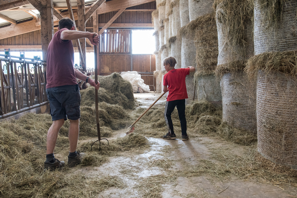 Mathéo pousse le foin vers les vaches dans l'étable.